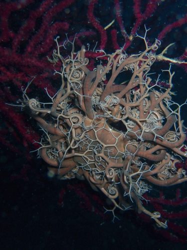 Plongée du 07/03/2026