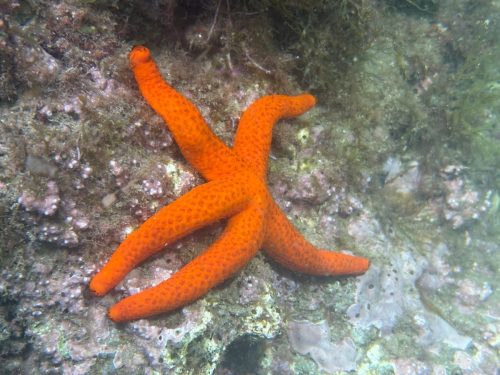 Plongée du 14/03/2026