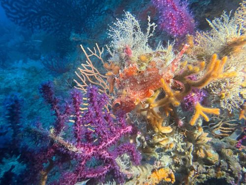 Plongée du 15/03/2026