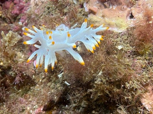 Plongée du 21/03/2026