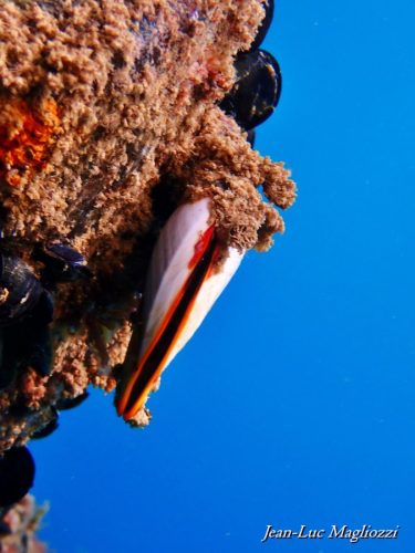 Plongée du 22/03/2026