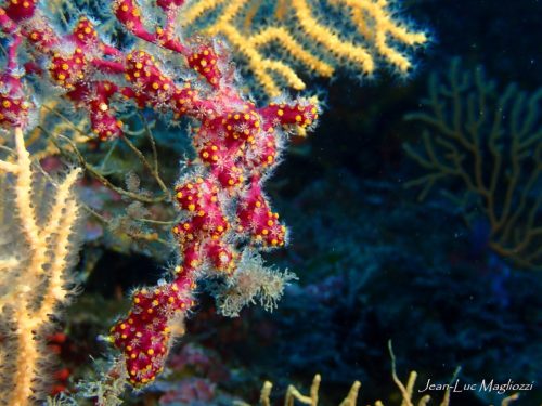 Plongée du 29/03/2026