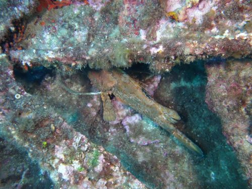 Plongée du 30/08/2026